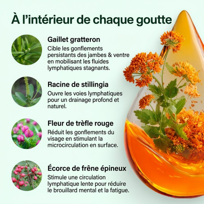 DRAINANT LYMPHATIQUE